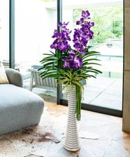 TTUUS13120 EMILIO ROBBA(エミリオ ロバ) バンダボタニックpu-5XL その他