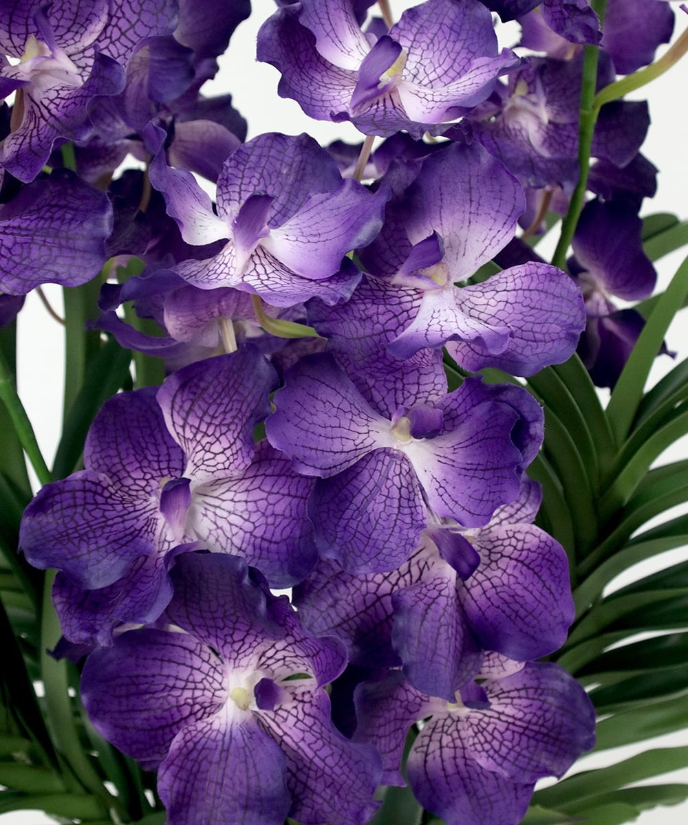 TTUUS13120 EMILIO ROBBA(エミリオ ロバ) バンダボタニックpu-5XL その他