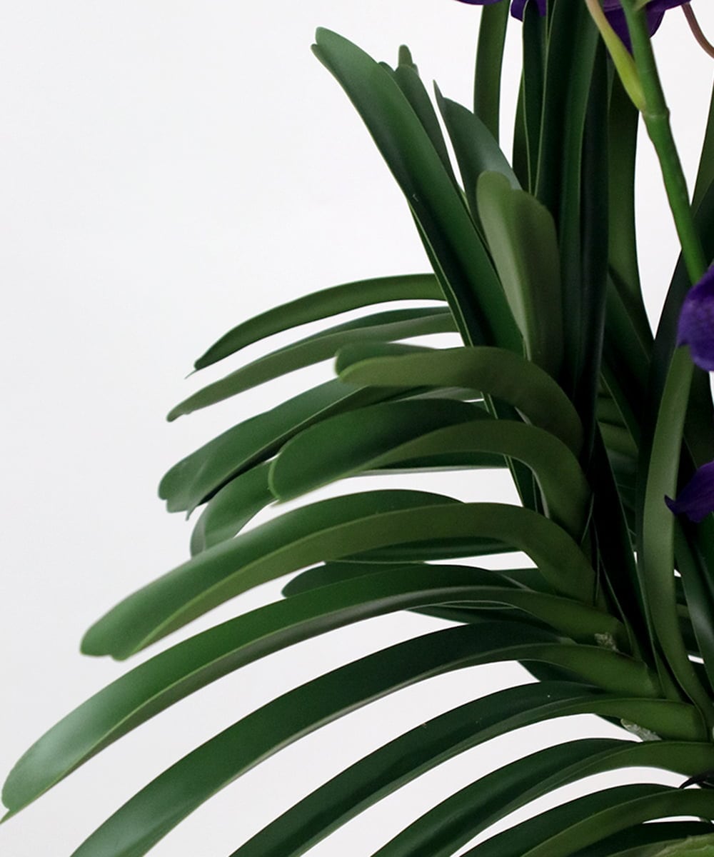 TTUUS13120 EMILIO ROBBA(エミリオ ロバ) バンダボタニックpu-5XL その他