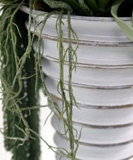 TTUUS13120 EMILIO ROBBA(エミリオ ロバ) バンダボタニックpu-5XL その他