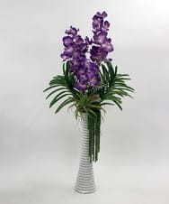 TTUUS13120 EMILIO ROBBA(エミリオ ロバ) バンダボタニックpu-5XL その他