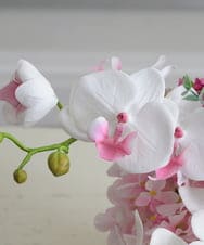 TUNED45200 EMILIO ROBBA(エミリオ ロバ) ファレノプシスリップピンクL26 その他0000