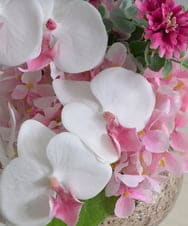 TUNED45200 EMILIO ROBBA(エミリオ ロバ) ファレノプシスリップピンクL26 その他0000