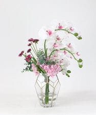 TUNED46350 EMILIO ROBBA(エミリオ ロバ) ファレノプシスリップピンク2L26 その他0000