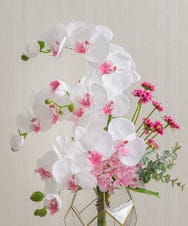 TUNED46350 EMILIO ROBBA(エミリオ ロバ) ファレノプシスリップピンク2L26 その他0000