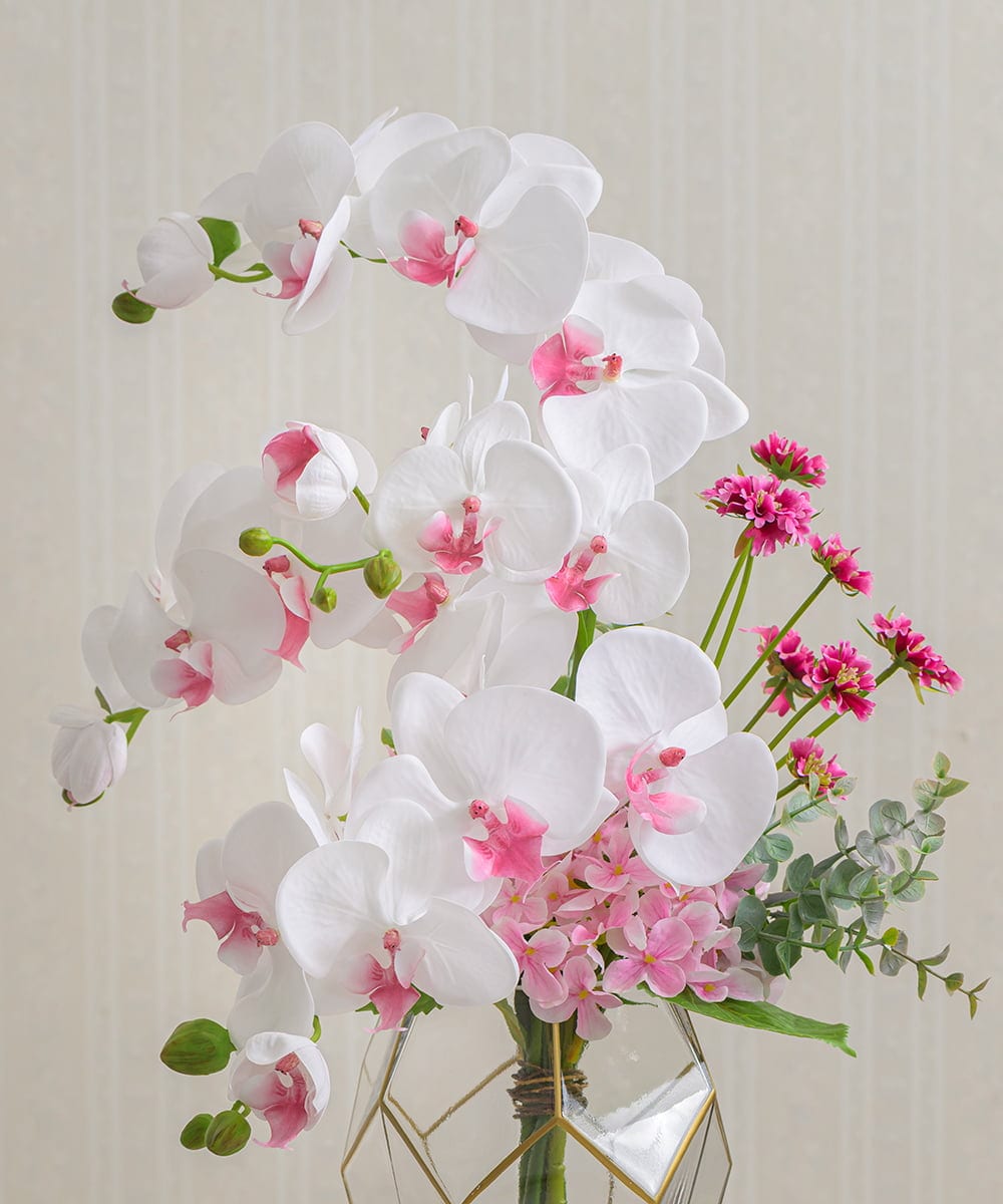 TUNED46350 EMILIO ROBBA(エミリオ ロバ) ファレノプシスリップピンク2L26 その他0000