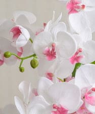 TUNED46350 EMILIO ROBBA(エミリオ ロバ) ファレノプシスリップピンク2L26 その他0000