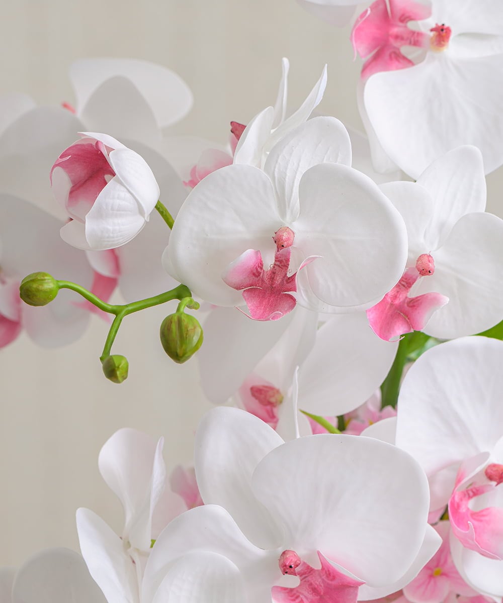 TUNED46350 EMILIO ROBBA(エミリオ ロバ) ファレノプシスリップピンク2L26 その他0000