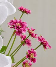 TUNED46350 EMILIO ROBBA(エミリオ ロバ) ファレノプシスリップピンク2L26 その他0000