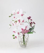 TUNED46350 EMILIO ROBBA(エミリオ ロバ) ファレノプシスリップピンク2L26 その他0000