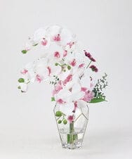 TUNED46350 EMILIO ROBBA(エミリオ ロバ) ファレノプシスリップピンク2L26 その他0000