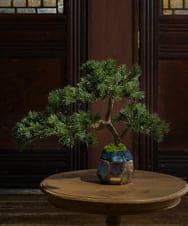 TUTGA80300 EMILIO ROBBA(エミリオ ロバ) BONSAI2L26-a その他0000