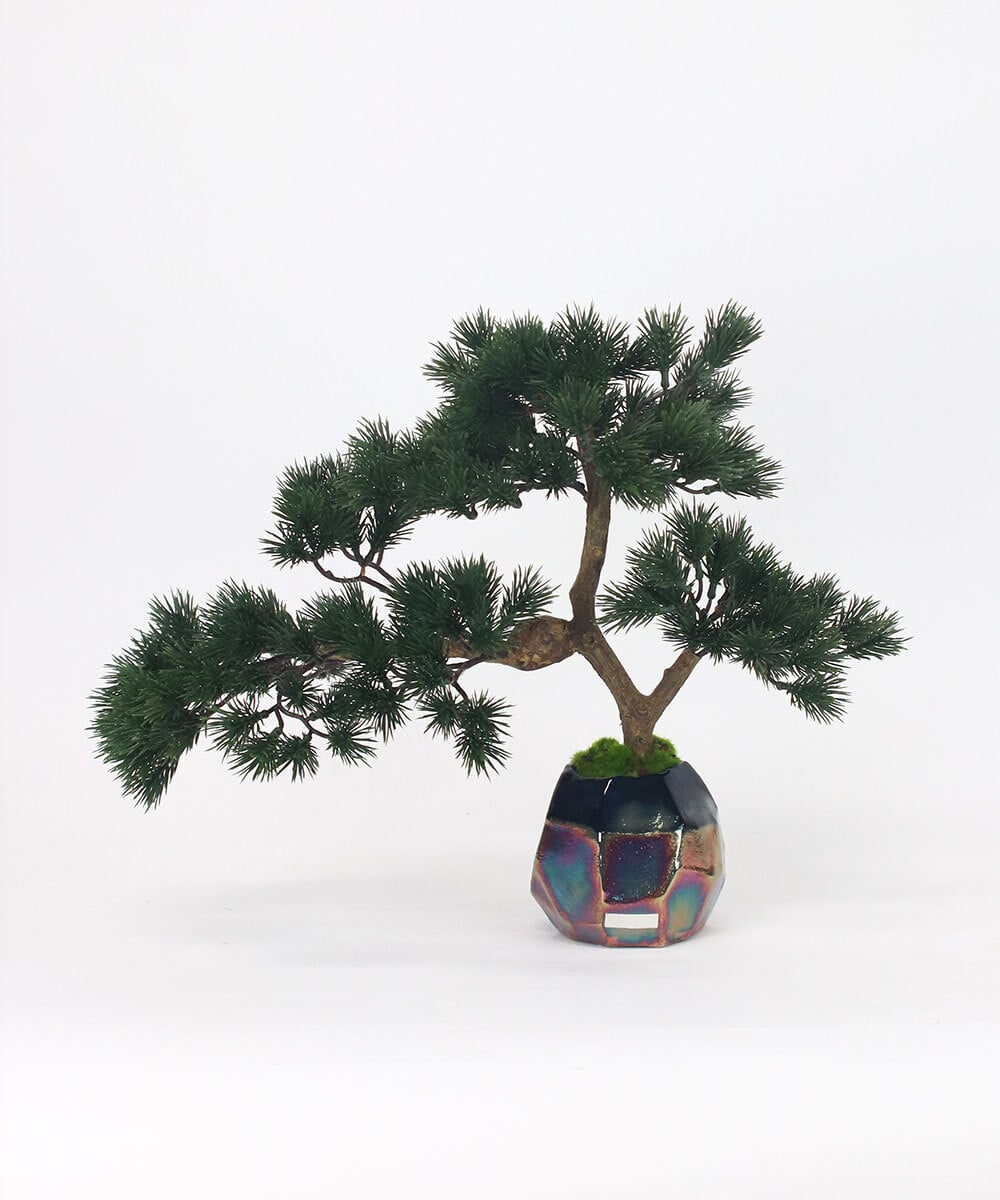 TUTGA80300 EMILIO ROBBA(エミリオ ロバ) BONSAI2L26-a その他0000