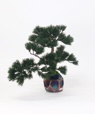 TUTGA80300 EMILIO ROBBA(エミリオ ロバ) BONSAI2L26-a その他0000