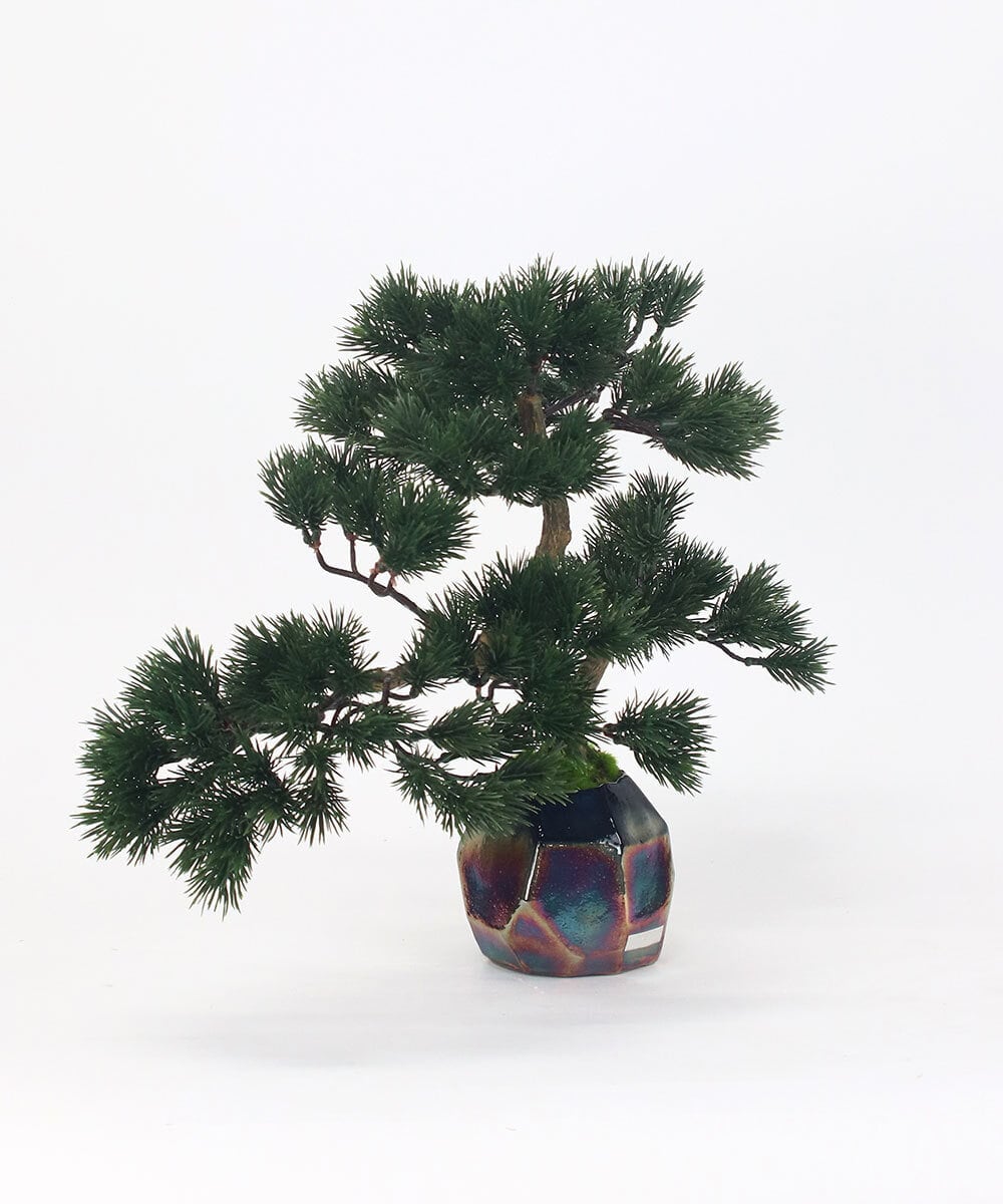 TUTGA80300 EMILIO ROBBA(エミリオ ロバ) BONSAI2L26-a その他0000