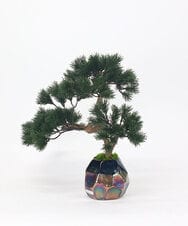 TUTGA80300 EMILIO ROBBA(エミリオ ロバ) BONSAI2L26-a その他0000