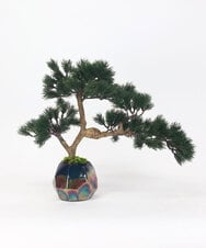TUTGA80300 EMILIO ROBBA(エミリオ ロバ) BONSAI2L26-a その他0000