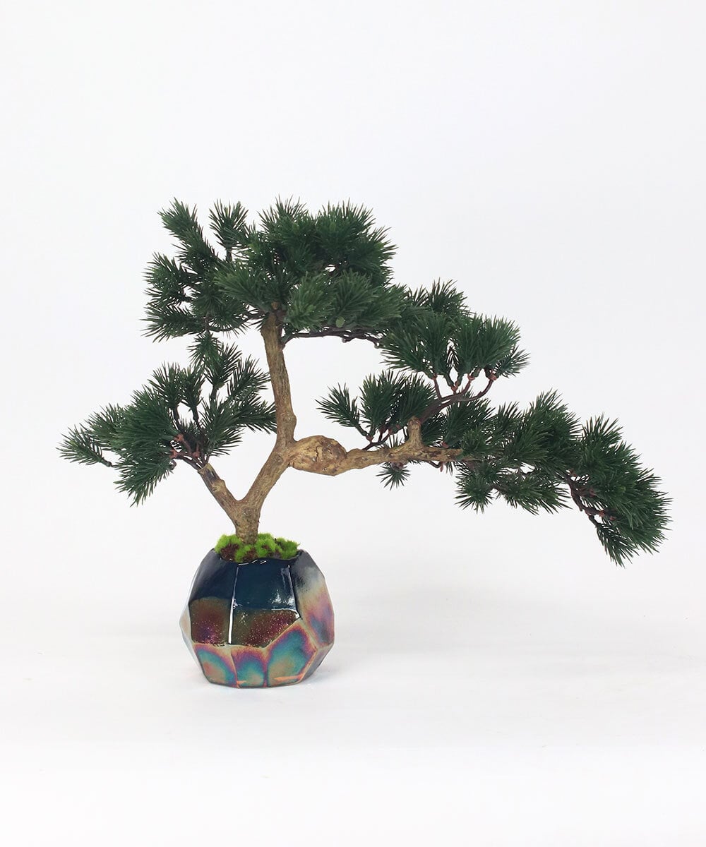 TUTGA80300 EMILIO ROBBA(エミリオ ロバ) BONSAI2L26-a その他0000