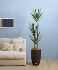 TUTTA15850 EMILIO ROBBA(エミリオ ロバ) ユッカラン4L その他