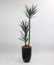 TUTTA15850 EMILIO ROBBA(エミリオ ロバ) ユッカラン4L その他