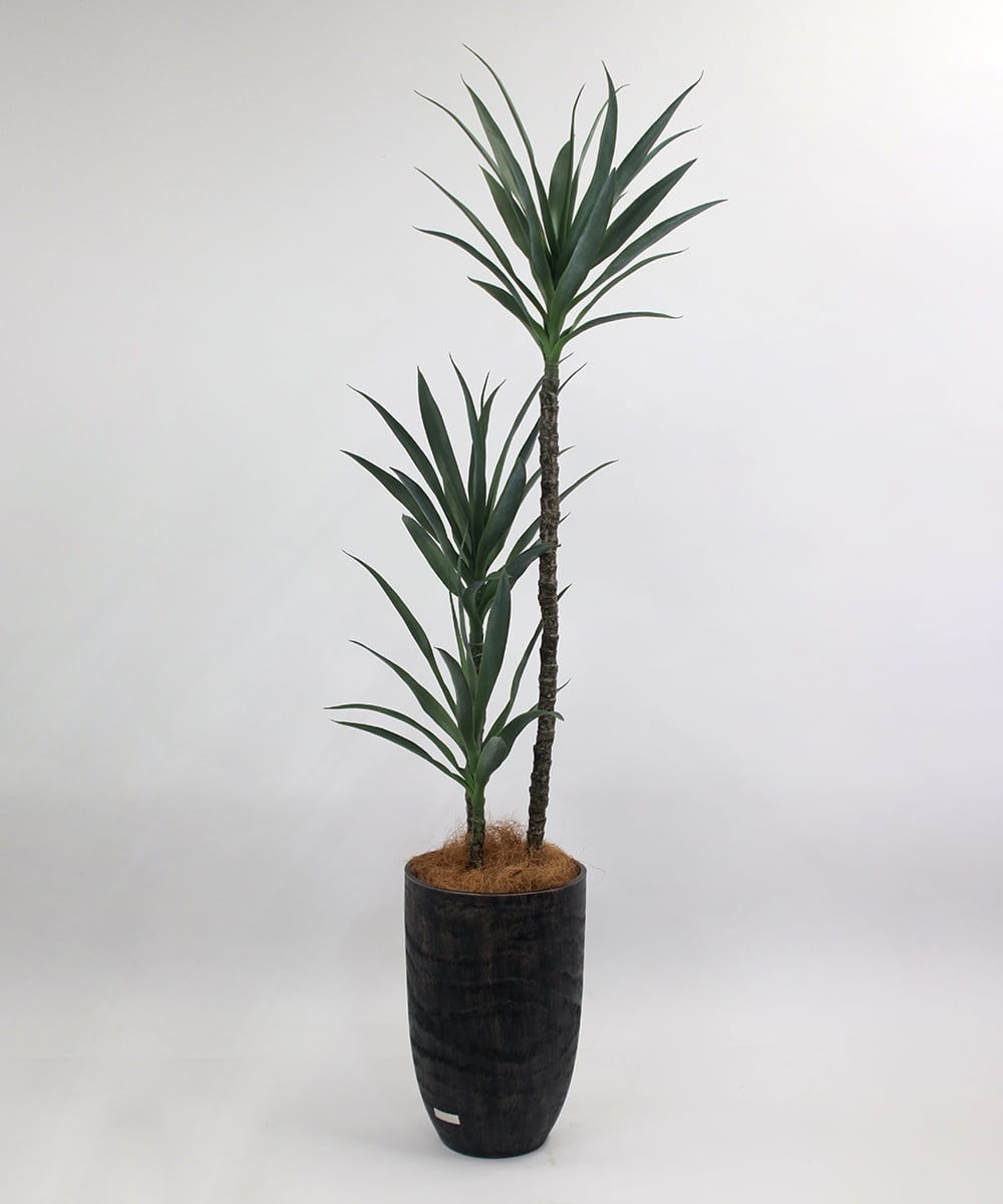 TUTTA15850 EMILIO ROBBA(エミリオ ロバ) ユッカラン4L その他