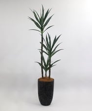 TUTTA15850 EMILIO ROBBA(エミリオ ロバ) ユッカラン4L その他