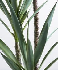 TUTTA15850 EMILIO ROBBA(エミリオ ロバ) ユッカラン4L その他