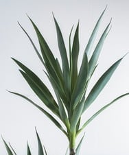 TUTTA15850 EMILIO ROBBA(エミリオ ロバ) ユッカラン4L その他