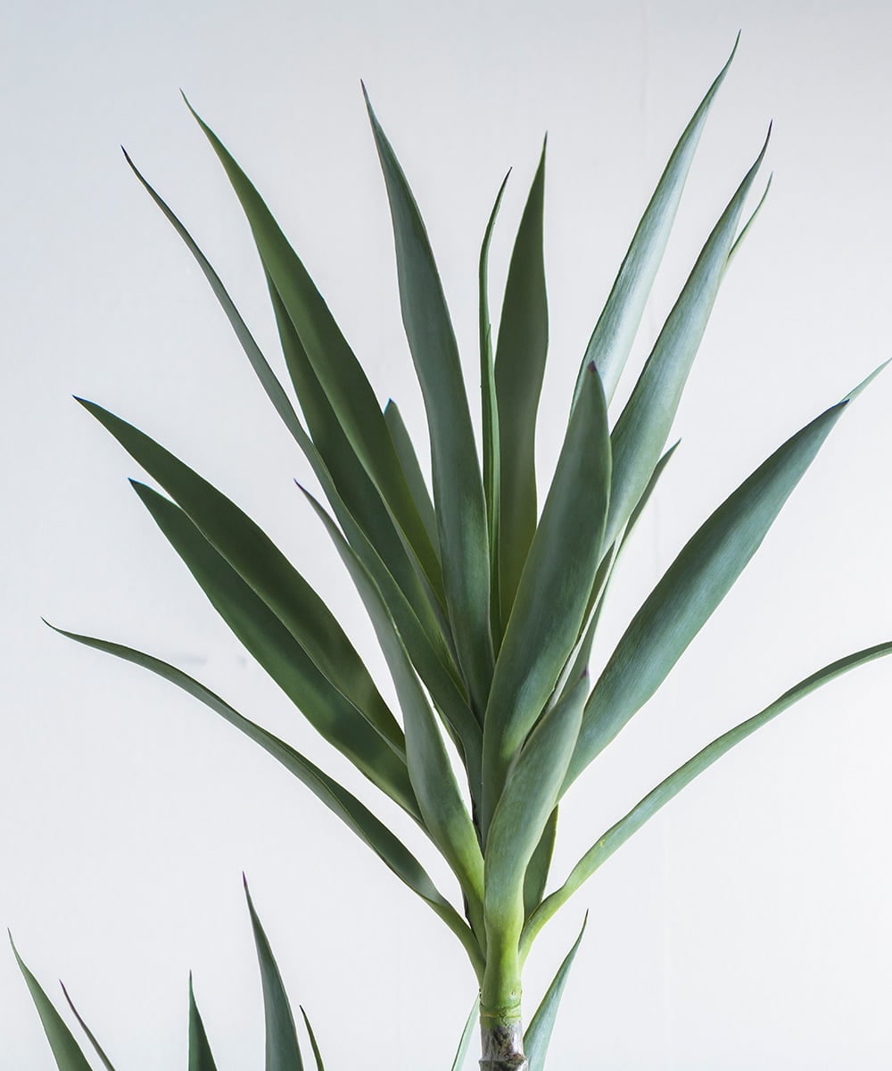 TUTTA15850 EMILIO ROBBA(エミリオ ロバ) ユッカラン4L その他