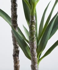 TUTTA15850 EMILIO ROBBA(エミリオ ロバ) ユッカラン4L その他