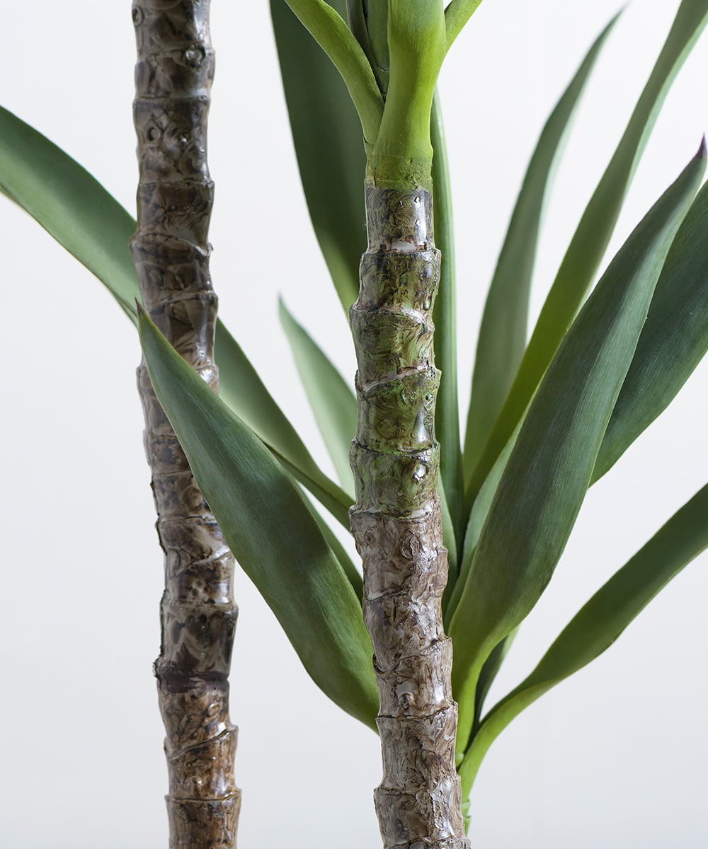 TUTTA15850 EMILIO ROBBA(エミリオ ロバ) ユッカラン4L その他