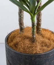 TUTTA15850 EMILIO ROBBA(エミリオ ロバ) ユッカラン4L その他