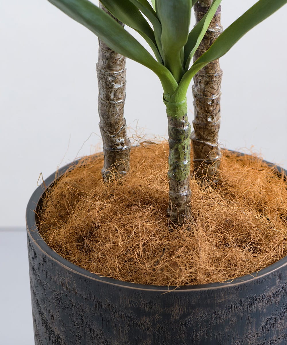 TUTTA15850 EMILIO ROBBA(エミリオ ロバ) ユッカラン4L その他