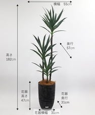 TUTTA15850 EMILIO ROBBA(エミリオ ロバ) ユッカラン4L その他