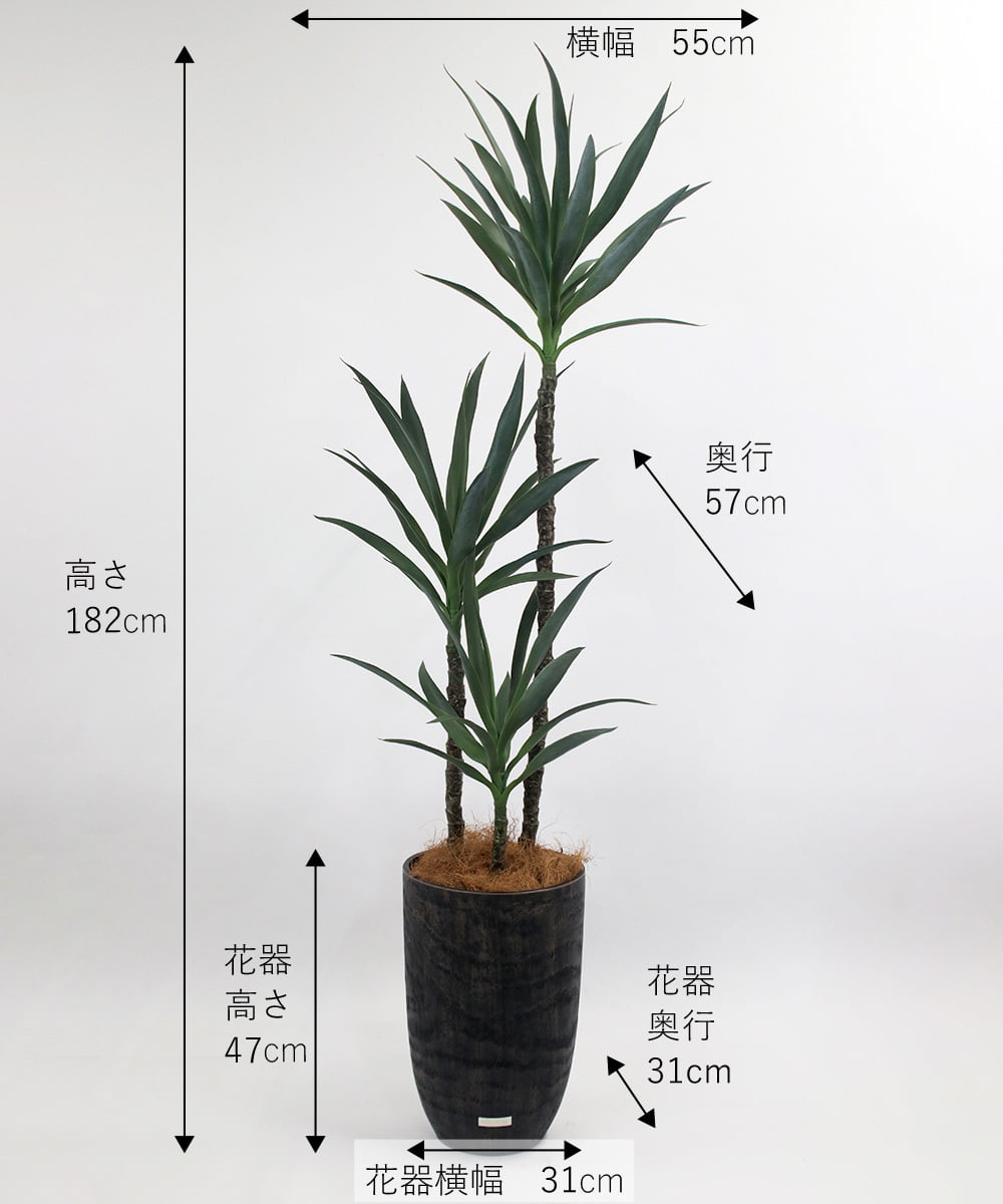 TUTTA15850 EMILIO ROBBA(エミリオ ロバ) ユッカラン4L その他