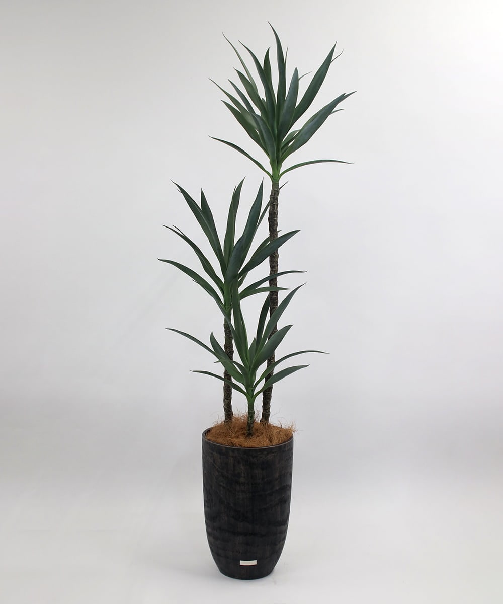 TUTTA15850 EMILIO ROBBA(エミリオ ロバ) ユッカラン4L その他