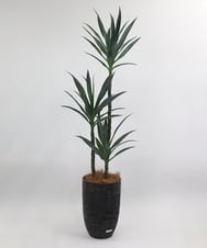 TUTTA15850 EMILIO ROBBA(エミリオ ロバ) ユッカラン4L その他