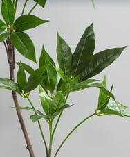 TUTTA30350 EMILIO ROBBA(エミリオ ロバ) ツピタンサス その他