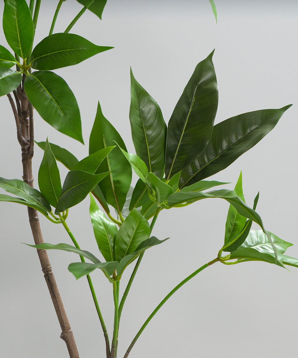 TUTTA30350 EMILIO ROBBA(エミリオ ロバ) ツピタンサス その他