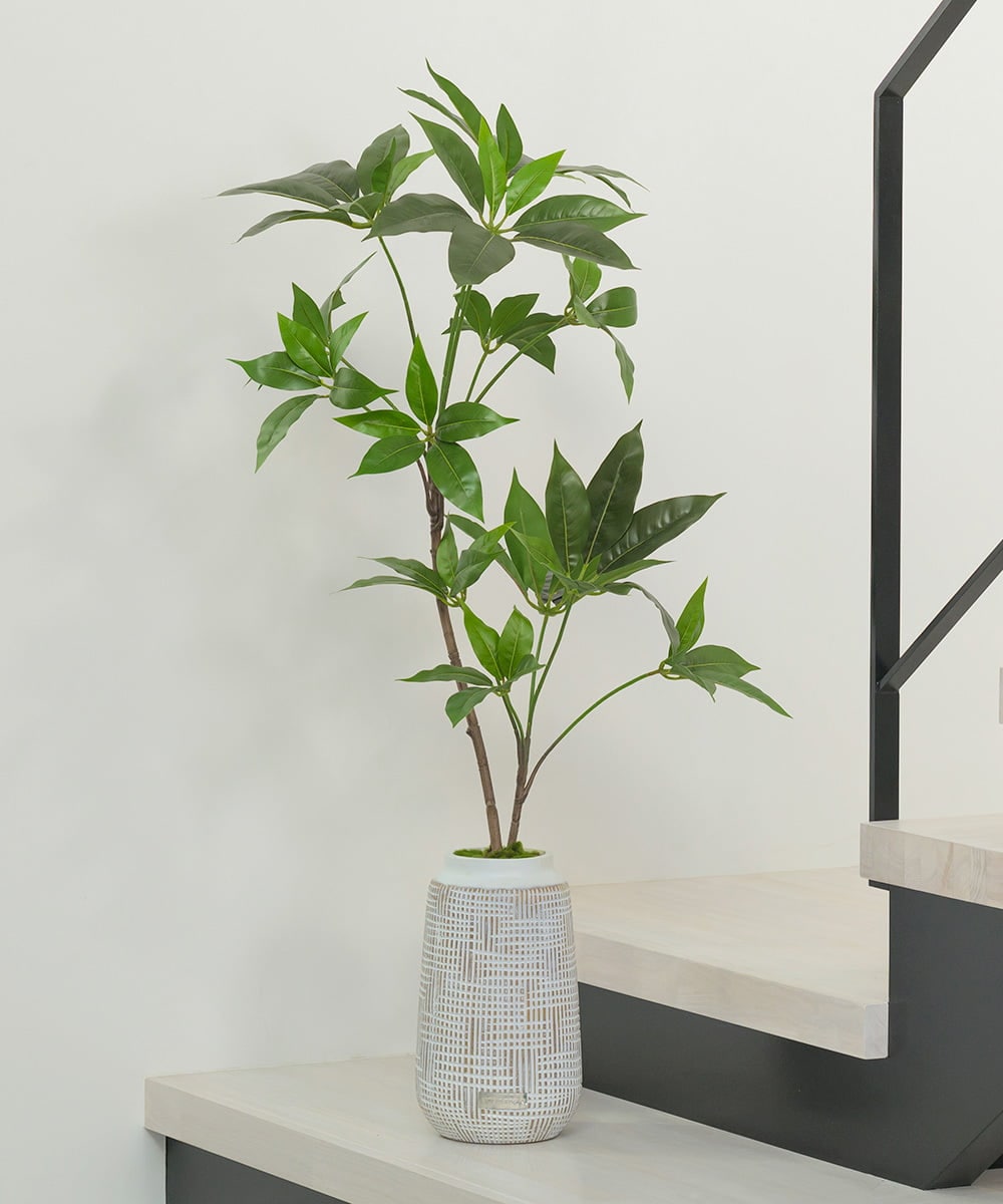 TUTTA30350 EMILIO ROBBA ツピタンサス