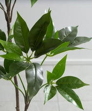 TUTTA30350 EMILIO ROBBA(エミリオ ロバ) ツピタンサス その他