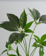 TUTTA30350 EMILIO ROBBA(エミリオ ロバ) ツピタンサス その他