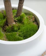 TUTTA30350 EMILIO ROBBA(エミリオ ロバ) ツピタンサス その他