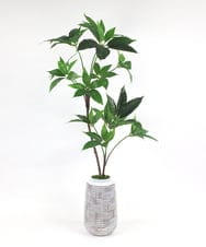 TUTTA30350 EMILIO ROBBA(エミリオ ロバ) ツピタンサス その他