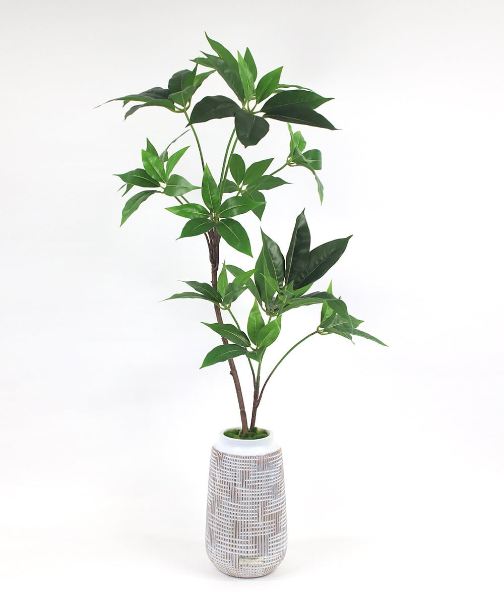 TUTTA30350 EMILIO ROBBA(エミリオ ロバ) ツピタンサス その他