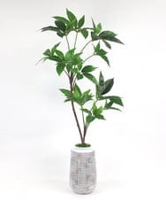 TUTTA30350 EMILIO ROBBA(エミリオ ロバ) ツピタンサス その他