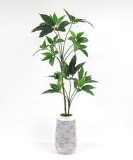 TUTTA30350 EMILIO ROBBA(エミリオ ロバ) ツピタンサス その他