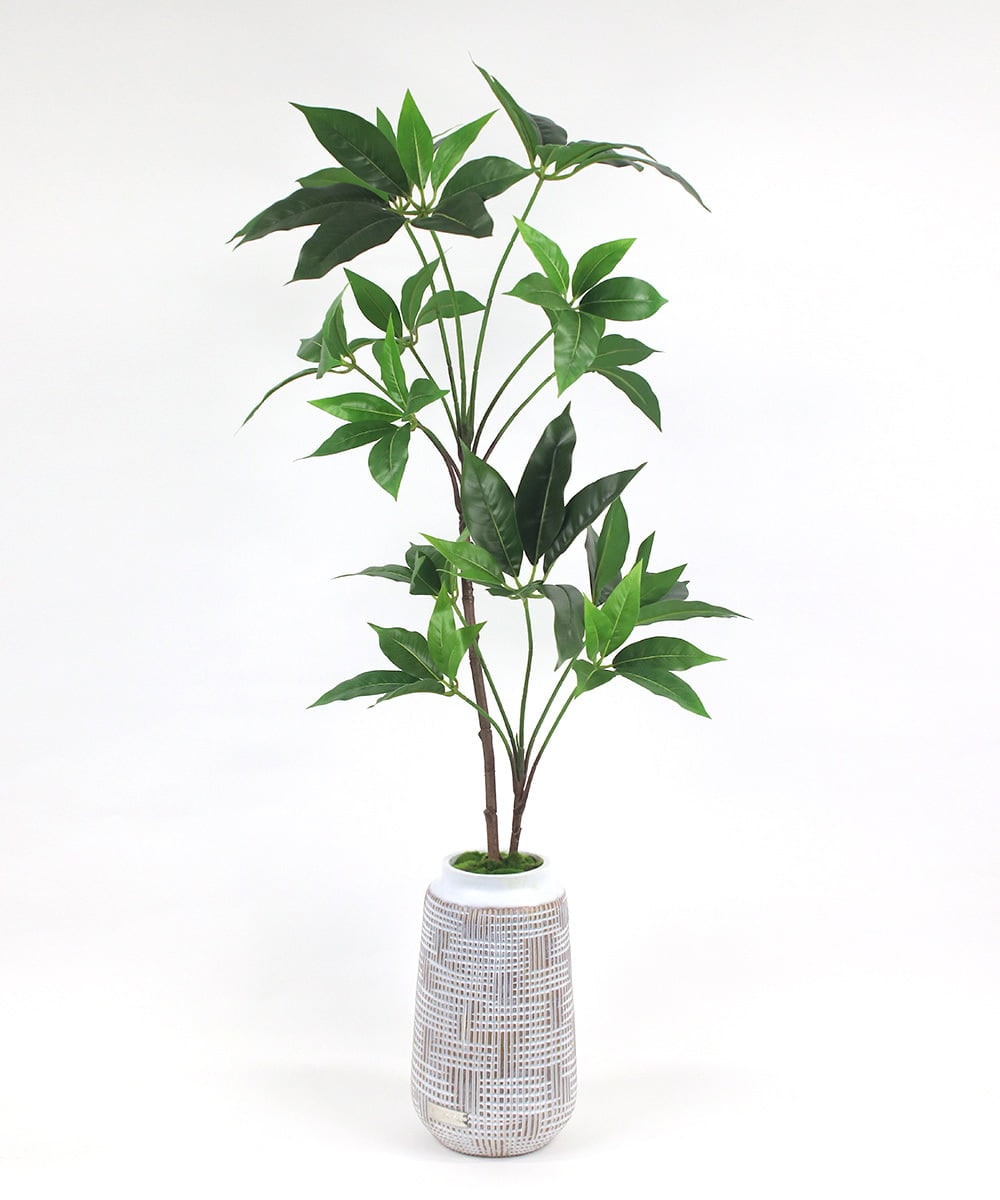 TUTTA30350 EMILIO ROBBA(エミリオ ロバ) ツピタンサス その他