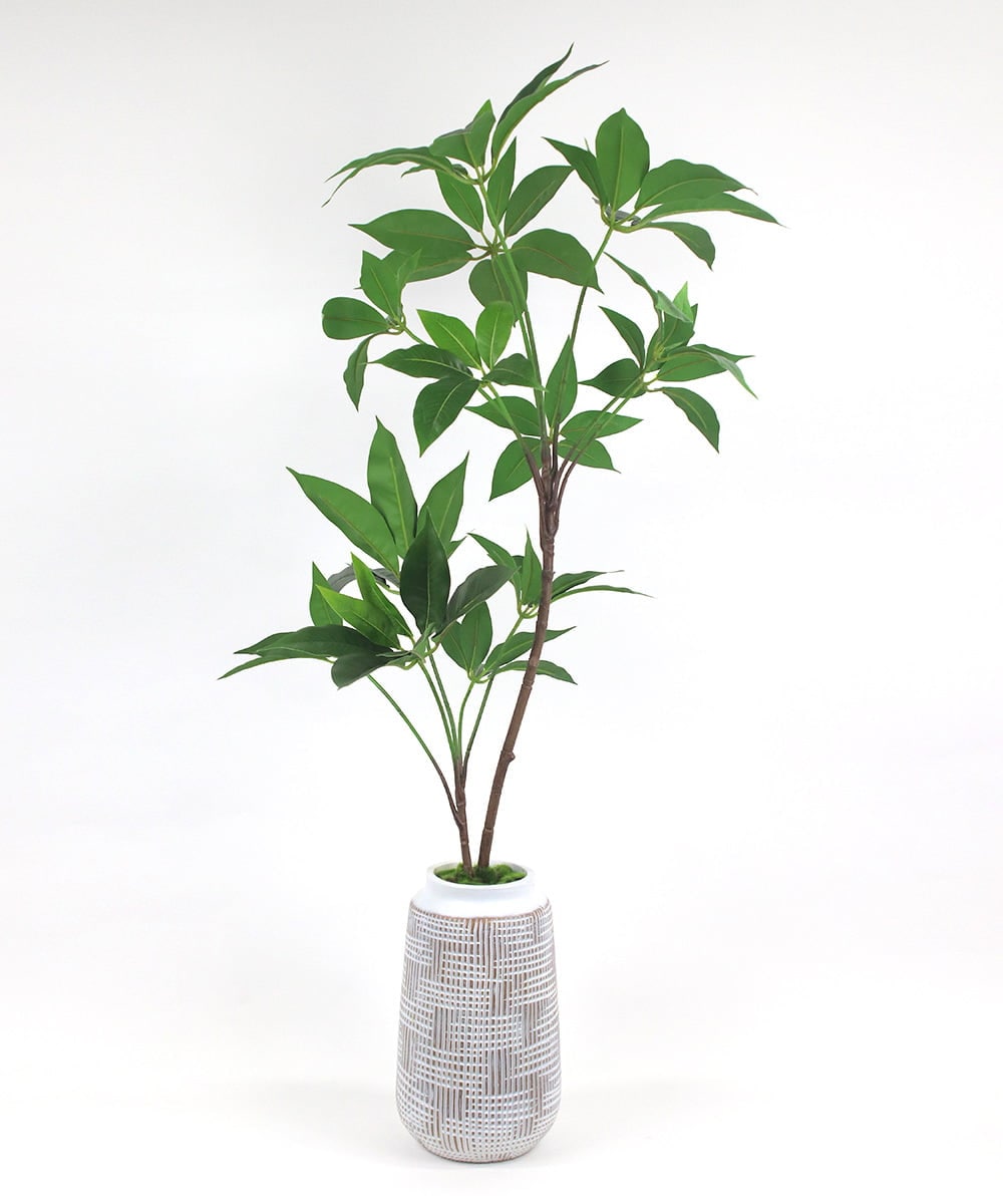 TUTTA30350 EMILIO ROBBA(エミリオ ロバ) ツピタンサス その他