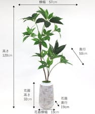 TUTTA30350 EMILIO ROBBA(エミリオ ロバ) ツピタンサス その他